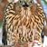 Sharp-shinned Hawk